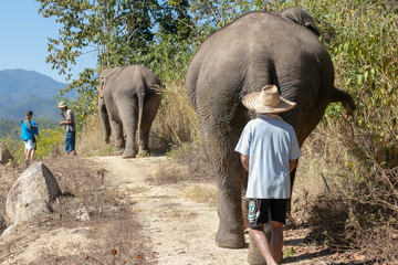 The Elephants