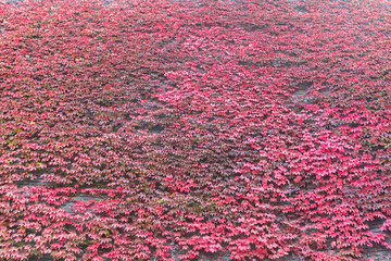 Colorful autumn leaves on wall background