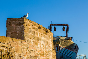Gull in the old fishing port of Essaouira
