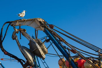 Gull in the old fishing port of Essaouira