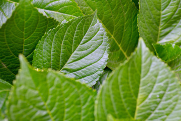 Lush green plant leafs