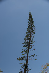 Norfolk Island Pine