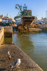 Gull in the old fishing port of Essaouira