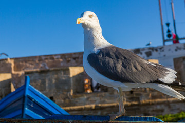 Gull in the old fishing port of Essaouira