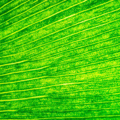 Ginkgo biloba leaf macro, green eco background, textured natural veins and stomata plants. Green eco design
