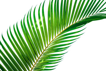 Green leaves of palm tree isolated on white background. File contains with clipping path.