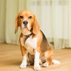 Adult beagle breed dog sitting on the floor in the room