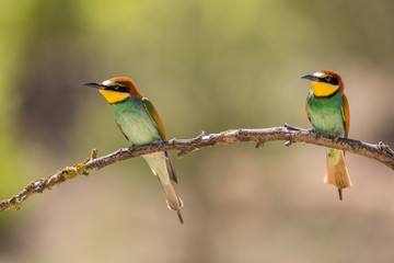 European Bee-eater, beautiful colorful bird sitting on a twig and flying,Merops apiaster