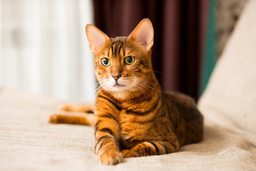 An adult Bengali cat lays on the couch stretching its paws