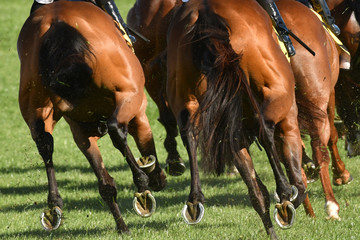 Horse racing action