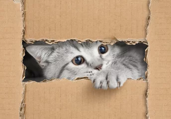 Papier Peint photo Chat Cute little gray cat looking through cardboard hole