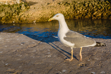 Seagull in the old fishing port of Essaouira