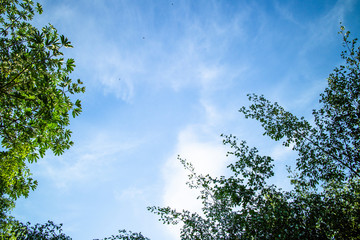 Green foliage background cloudy sky