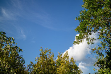 Green foliage background cloudy sky