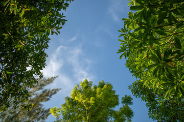Green foliage background cloudy sky