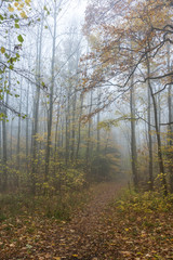Nebel im Wald