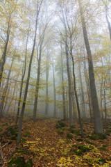 Obraz premium Nebel im Wald