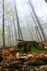 Nebel im Wald