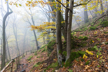 Nebel im Wald