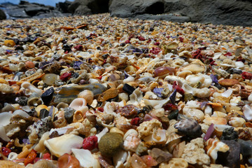 shells on the beach