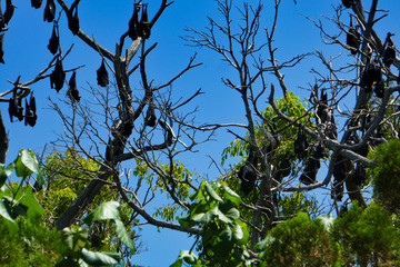 tree and blue sky with flying foxes