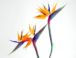 bird of paradise - Powered by Adobe