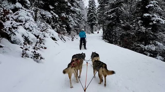 Mushing With Sled Dogs