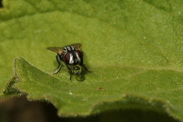A House Fly blowing a bubble to warm the fluid in the sun and to aid in digestion