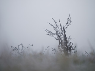 The grass is covered with frost. The sudden cold change in the weather