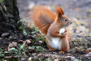 Naklejka na ściany i meble Happy Red Squirrel - winter fur
