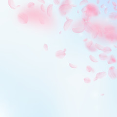 Sakura petals falling down. Romantic pink flowers 