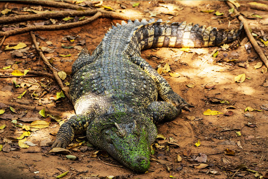 Image of a crocodile on the soil. Amphibian Animals.