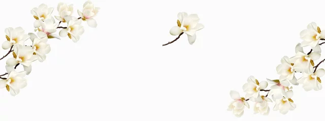 Fotobehang Beautiful magnolia flower on white background. © swisty242