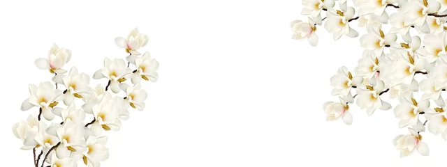 Zelfklevend Fotobehang Beautiful magnolia flower on white background. © swisty242