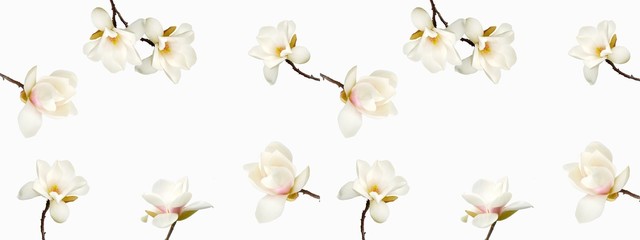 Beautiful magnolia flower on white background. - obrazy, fototapety, plakaty
