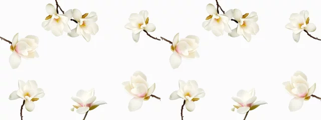 Poster Beautiful magnolia flower on white background. © swisty242