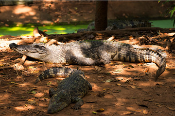 Image of a crocodile on the soil. Amphibian Animals.