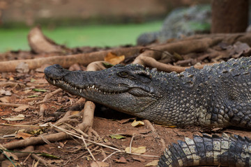 Image of a crocodile on the soil. Amphibian Animals.