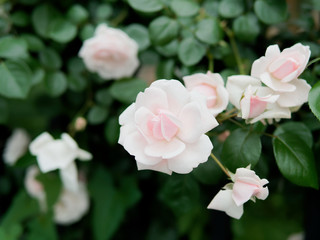 Summer flowers series, beautiful pink roses in the outdoor garden.