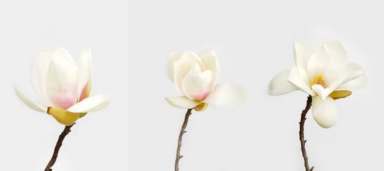 Keuken spatwand met foto Mooie magnoliabloem op witte achtergrond. © swisty242