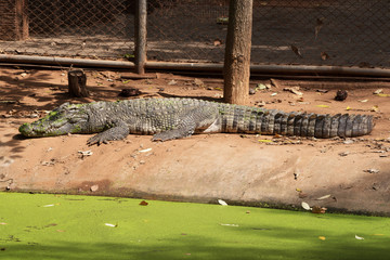 Image of a crocodile on the soil. Amphibian Animals.