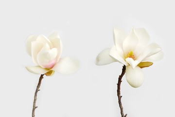 Beautiful magnolia flower on white background. © swisty242