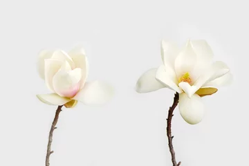 Schilderijen op glas Beautiful magnolia flower on white background. © swisty242