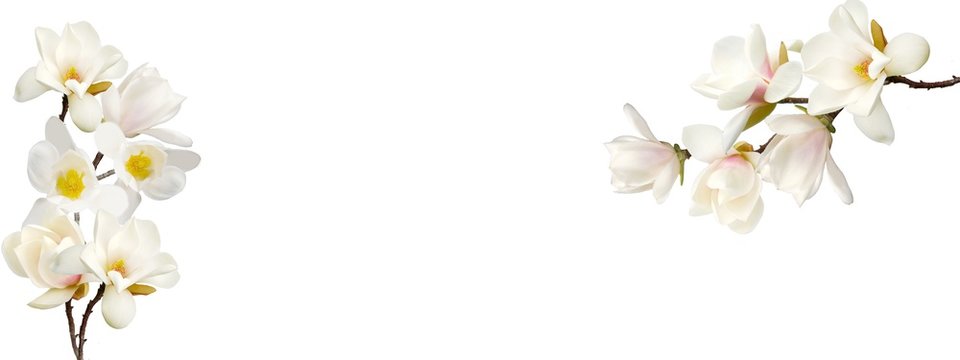 Beautiful magnolia flower on white background.