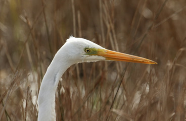 A head shot of a stunning Great white Egret (Ardea alba) hunting for food in marshland in the UK.	