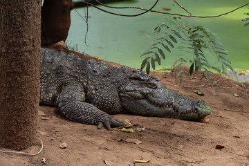 Image of a crocodile on the soil. Amphibian Animals.
