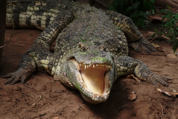 Obraz premium Image of a crocodile on the soil. Amphibian Animals.