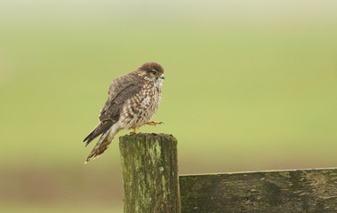 A Merlin (Falco columbarius) perched on a post.	