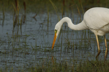 A head shot of a stunning Great white Egret (Ardea alba) hunting for food in marshland in the UK.	