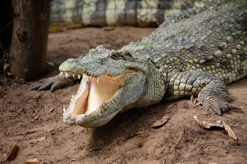Image of a crocodile on the soil. Amphibian Animals.
